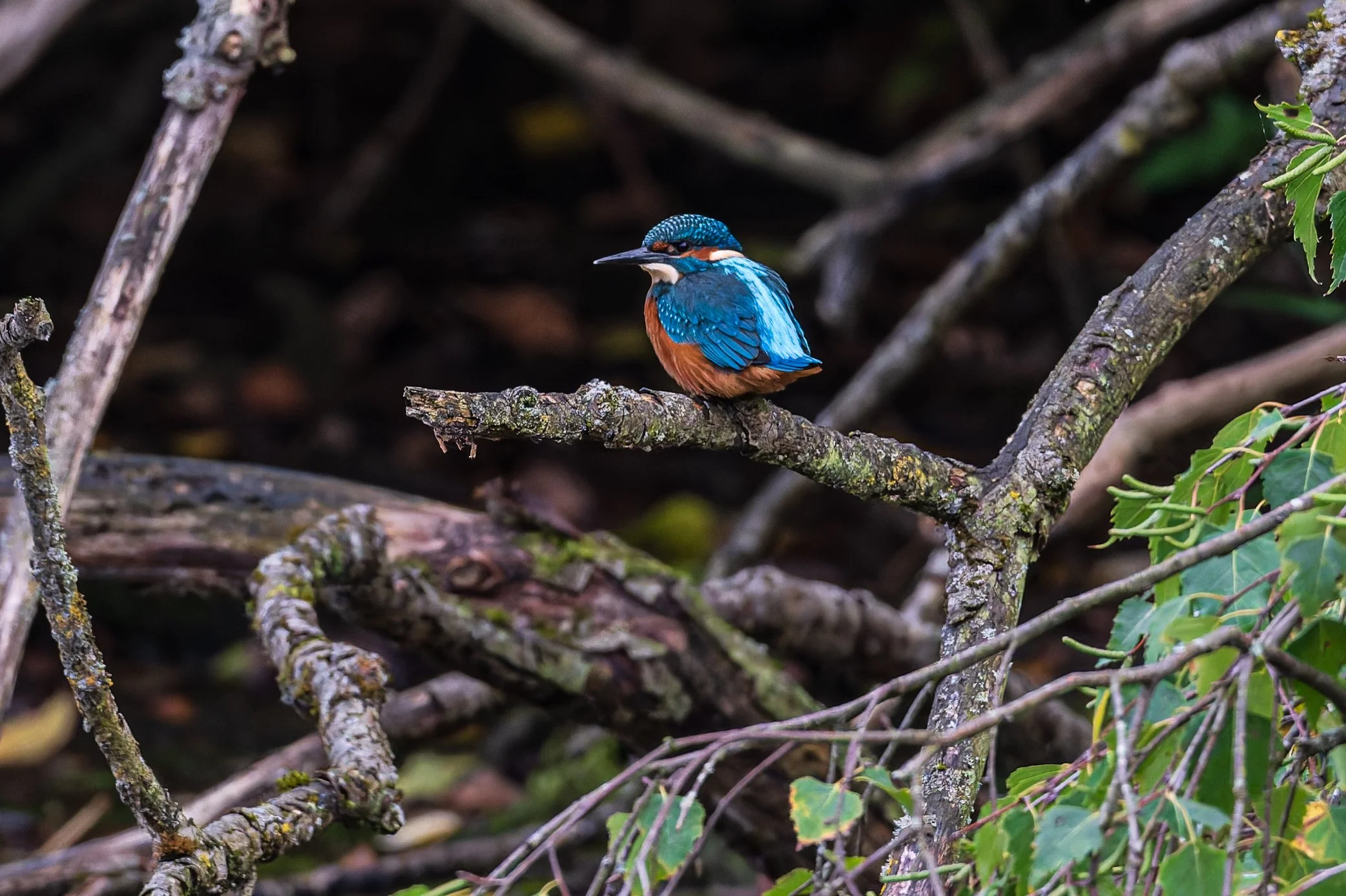 Eisvogel_NZ8_5621-20260918-DxO_DeepPRIME XD3.jpg