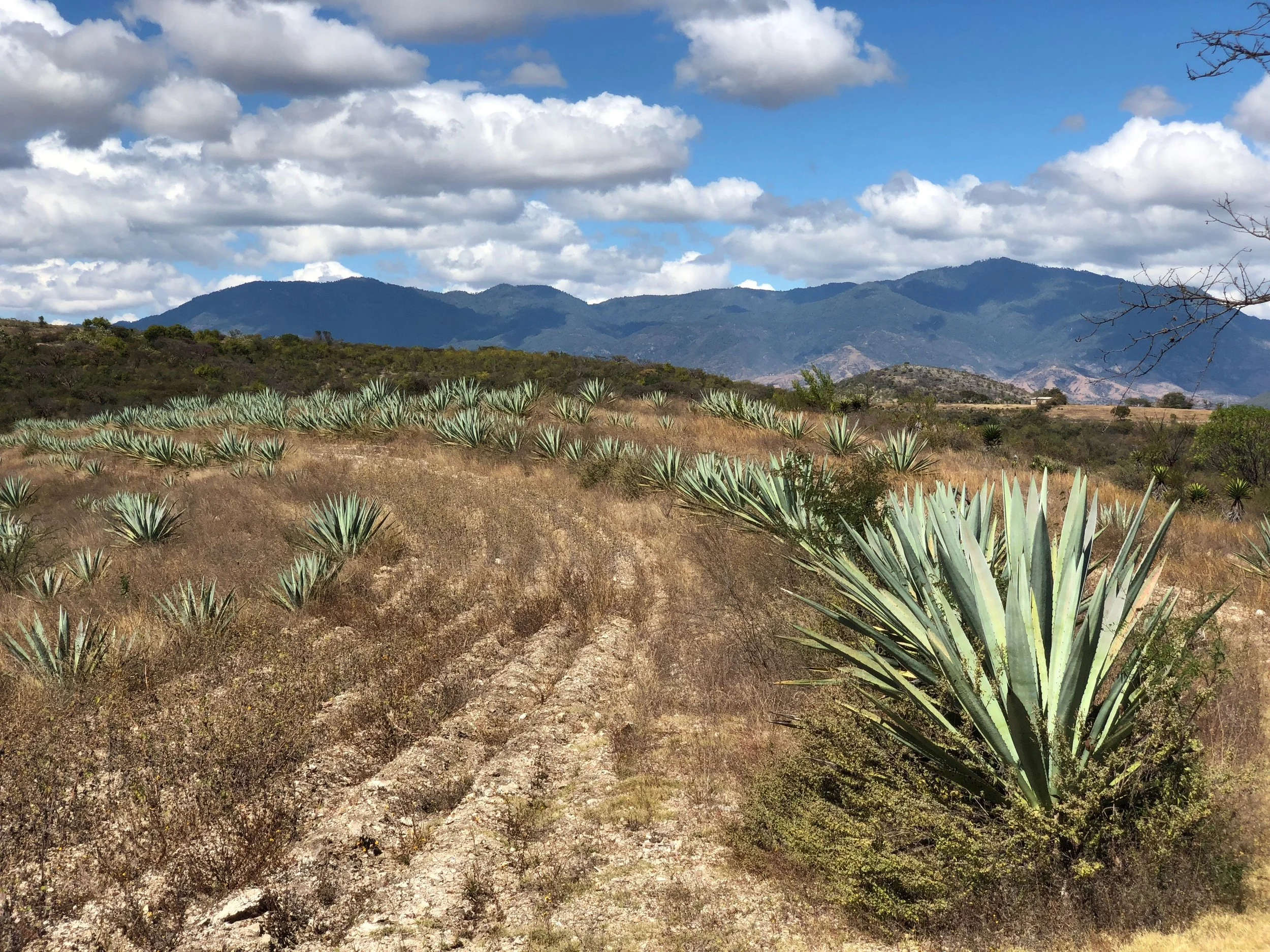 Paquera Mezcal is produced in San Miguel Ejutla, a small Mexican town just outside Oaxaca.
