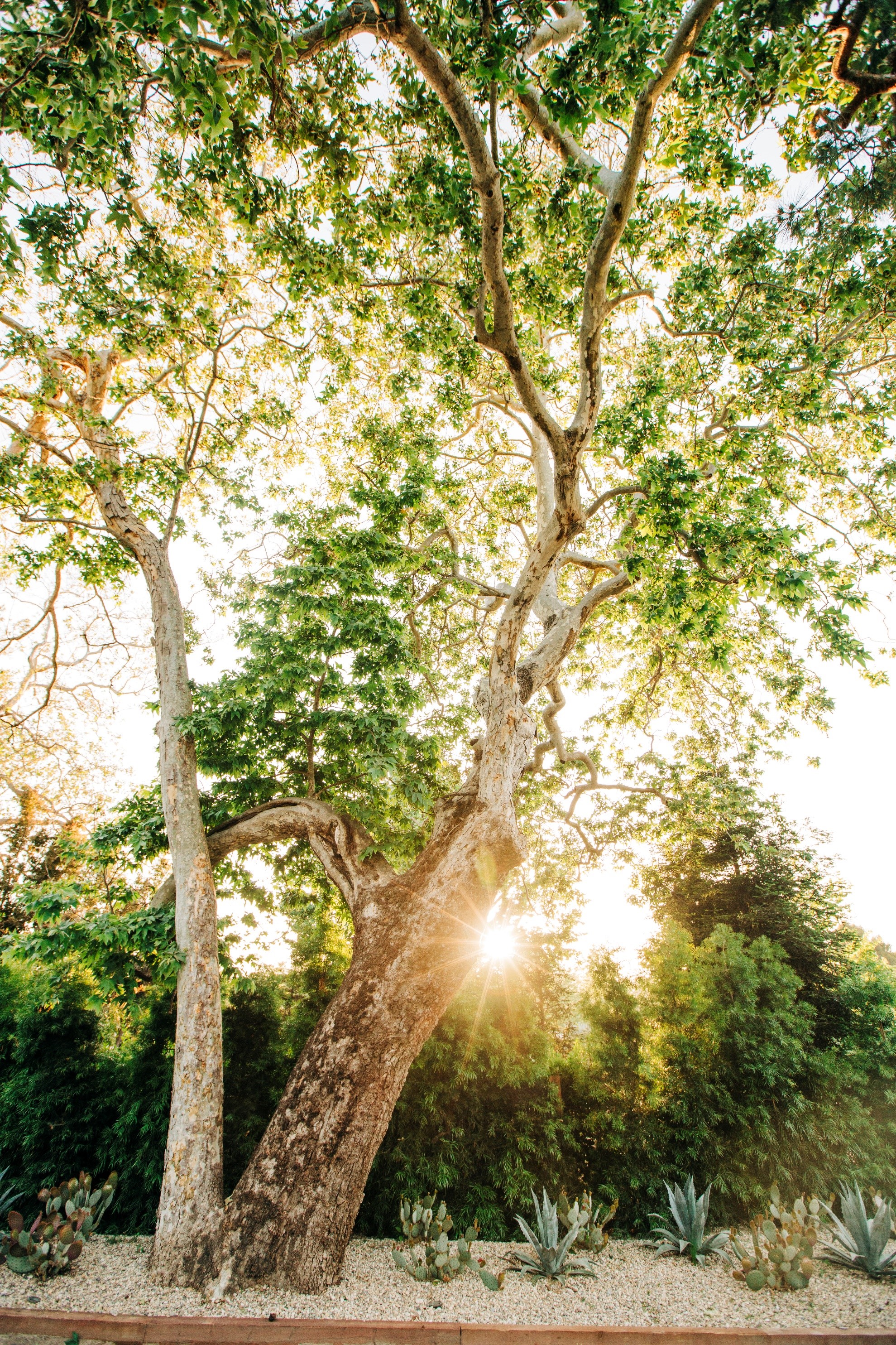 mm tree.jpg