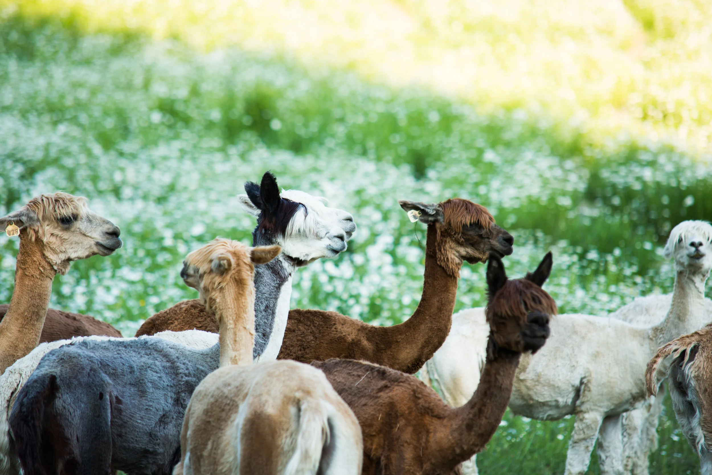 The Adams’ 80-acre Millbrook, New York farm is home to 200 alpacas. Photo by Isak Tiner