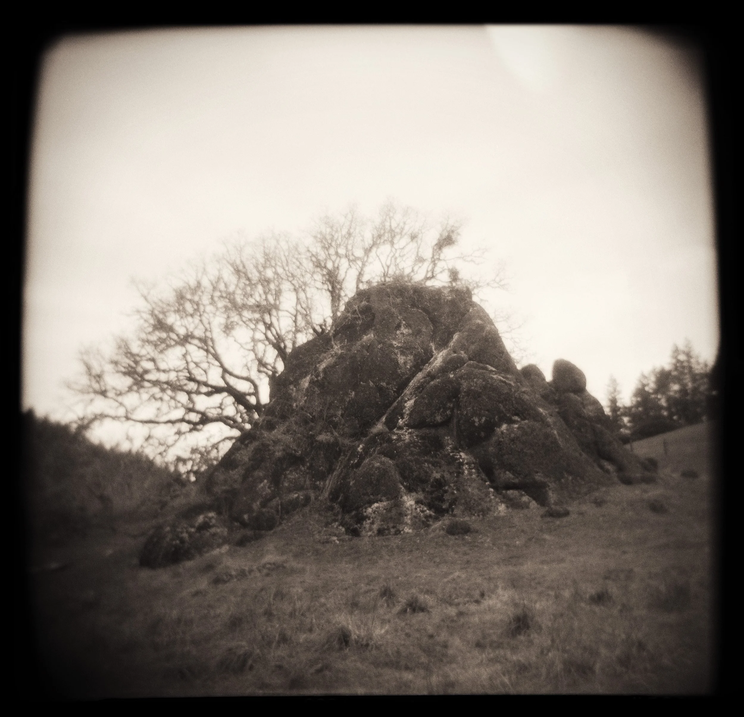 oak tree in rock.jpg