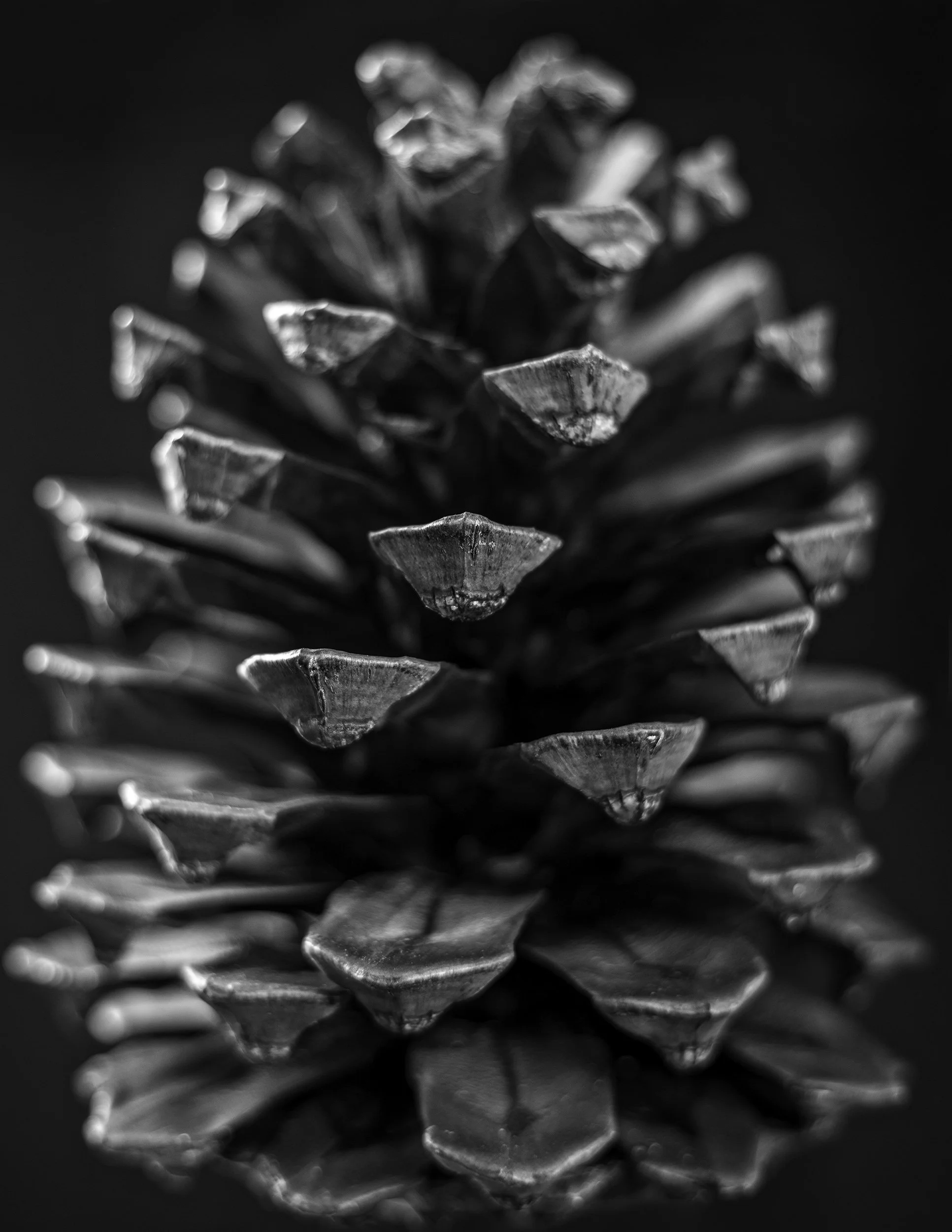 pinecone_form_study.jpg