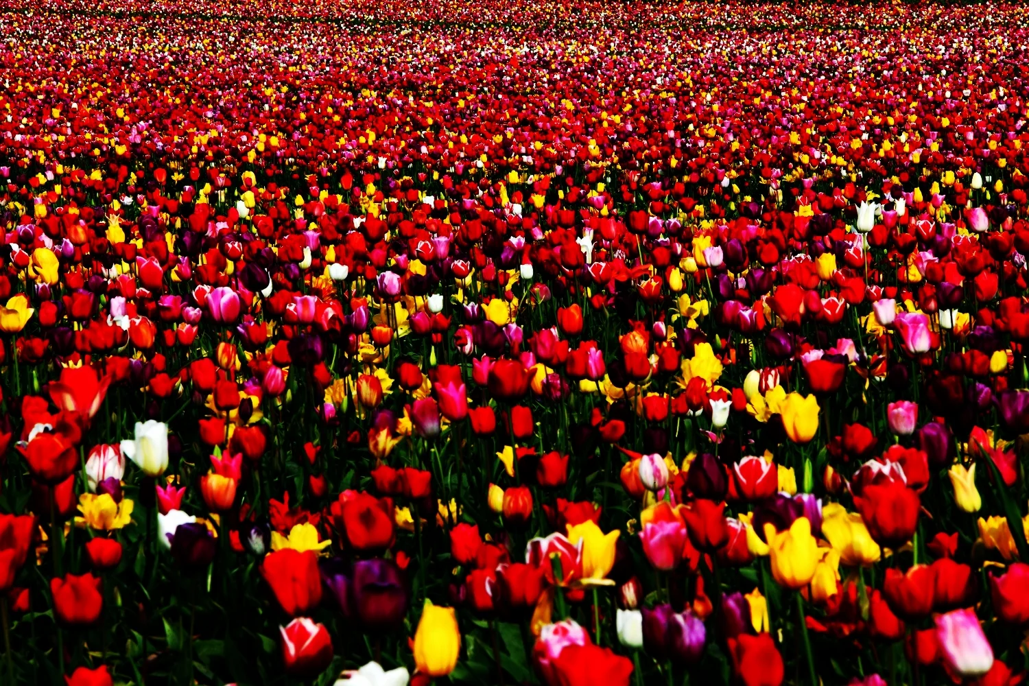 Woodburn_Tulip_Festival_2010_(26).jpg