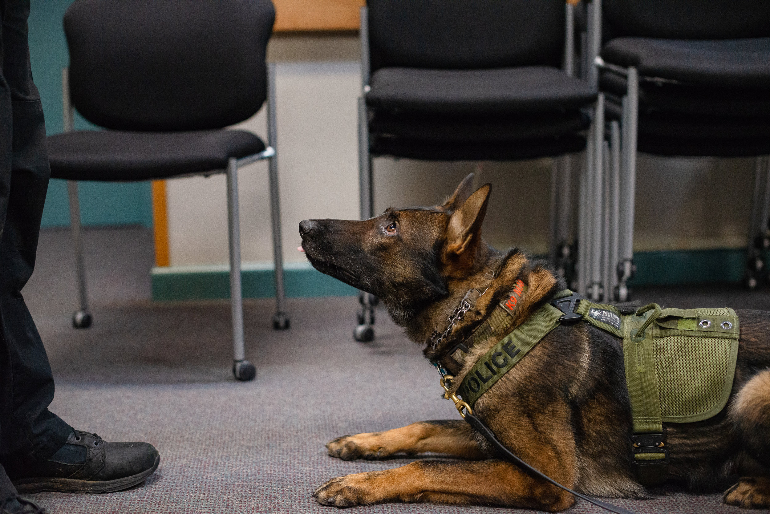  Amherst Police canine Marvin is the department’s second dog. Marvin and his handler office Frydryk have over 6,000 followers on Instagram.  