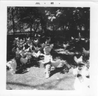 Little Daryl Bisanz feeding chickens, July 1965.