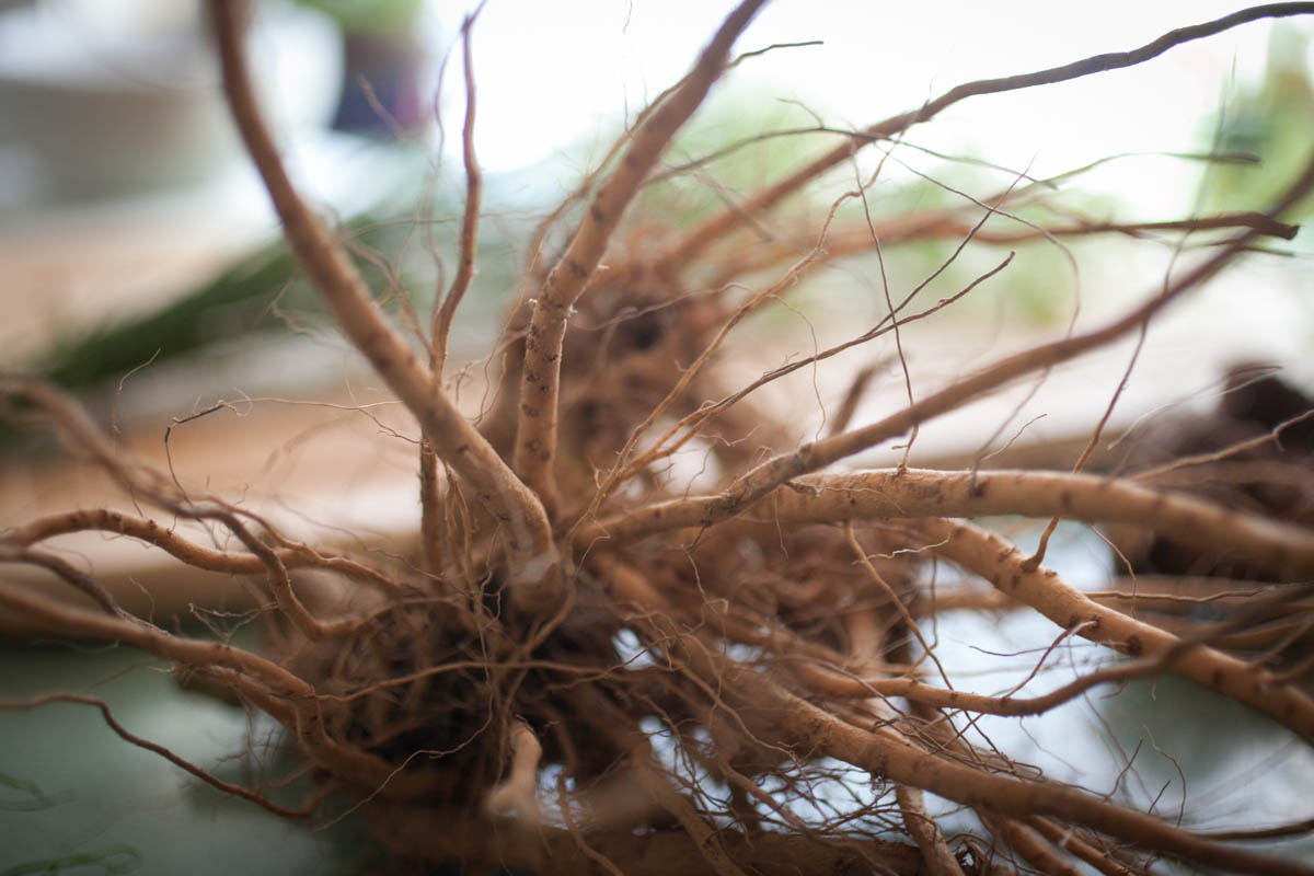 Withania root_Todd Danforth.jpg