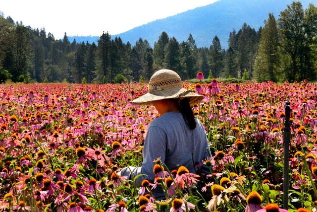 Echinacea fields on the Vitality Works partner farm in Abiquiu