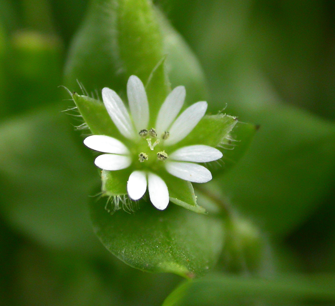 Photograph by Curtis Clark via Wikicommons