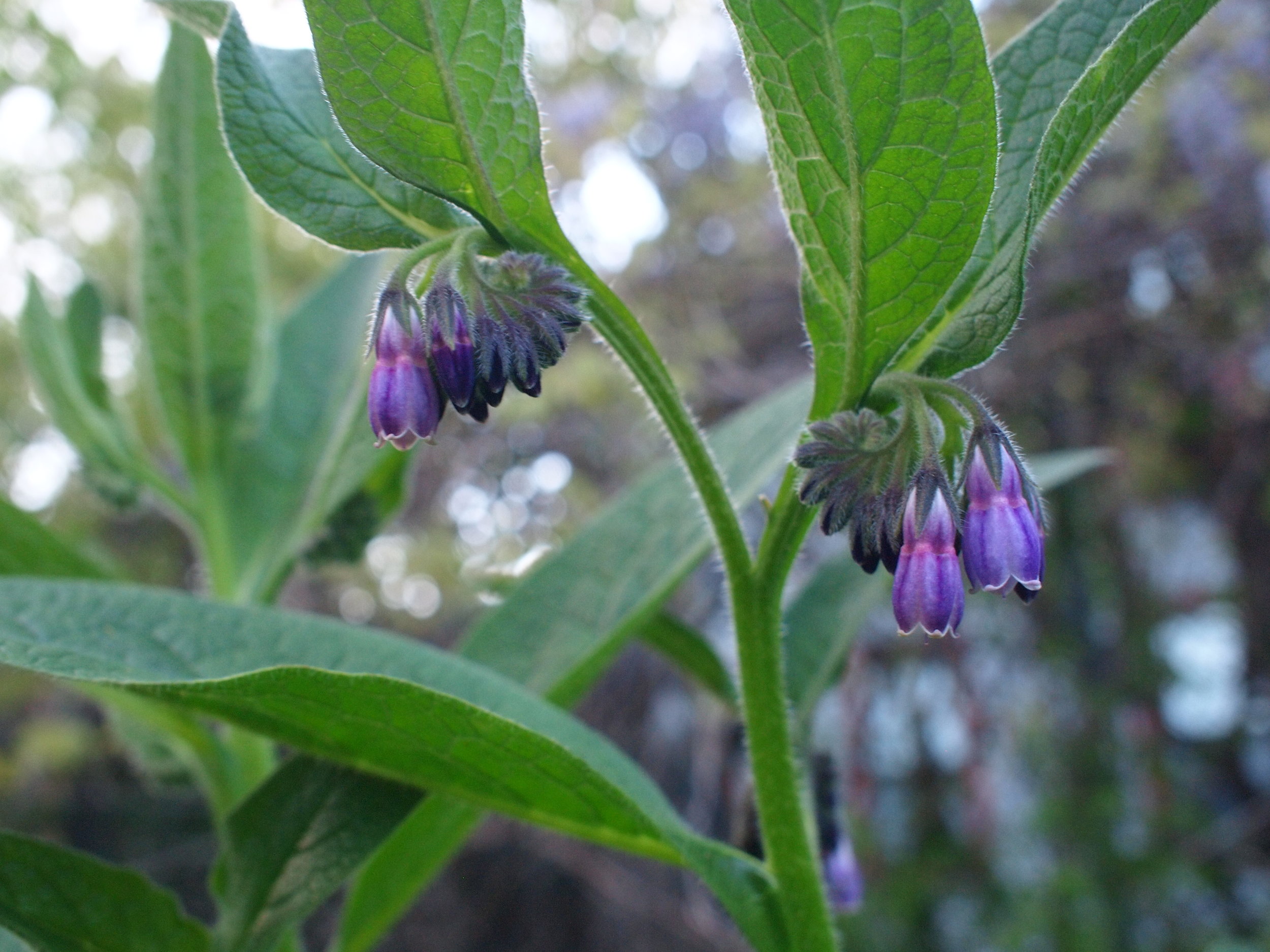 comfrey (symphytum officinale): a healer of wounds, bruises and