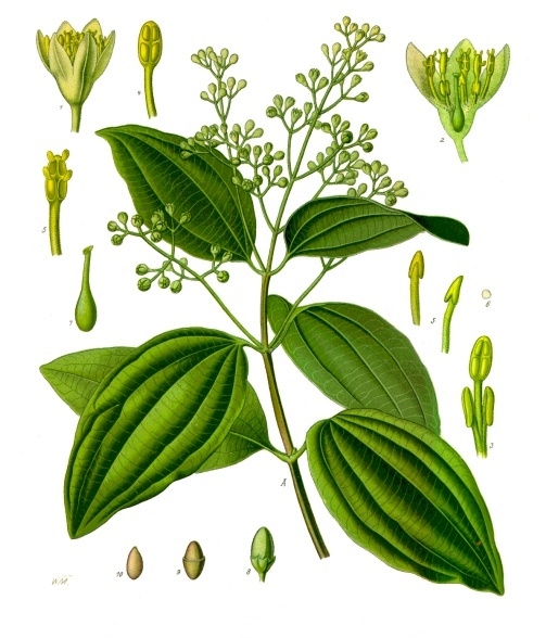 By Köhler–s_Medizinal-Pflanzen via Wikipedia