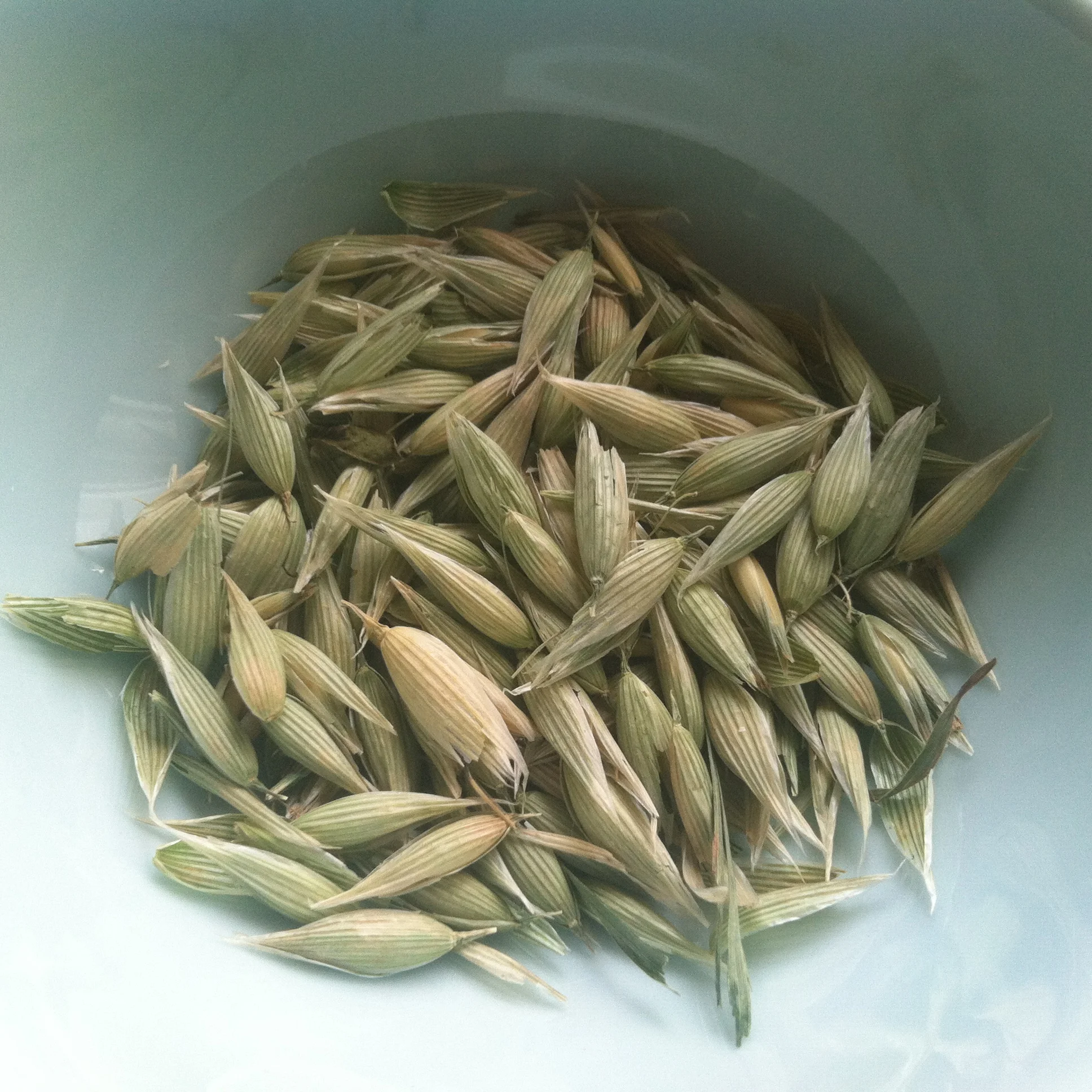 oat tops.jpg