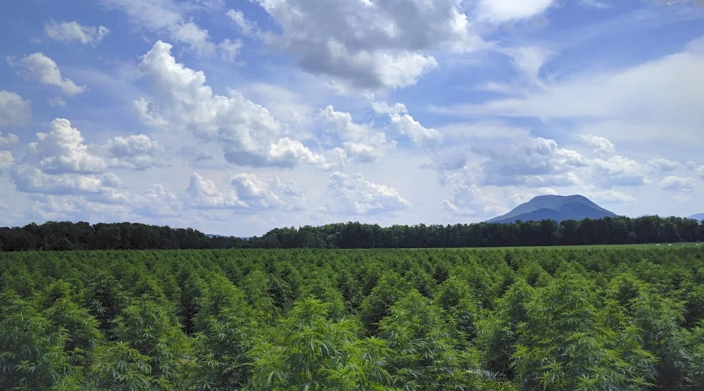 Green Mountain CBD hemp fields in VT