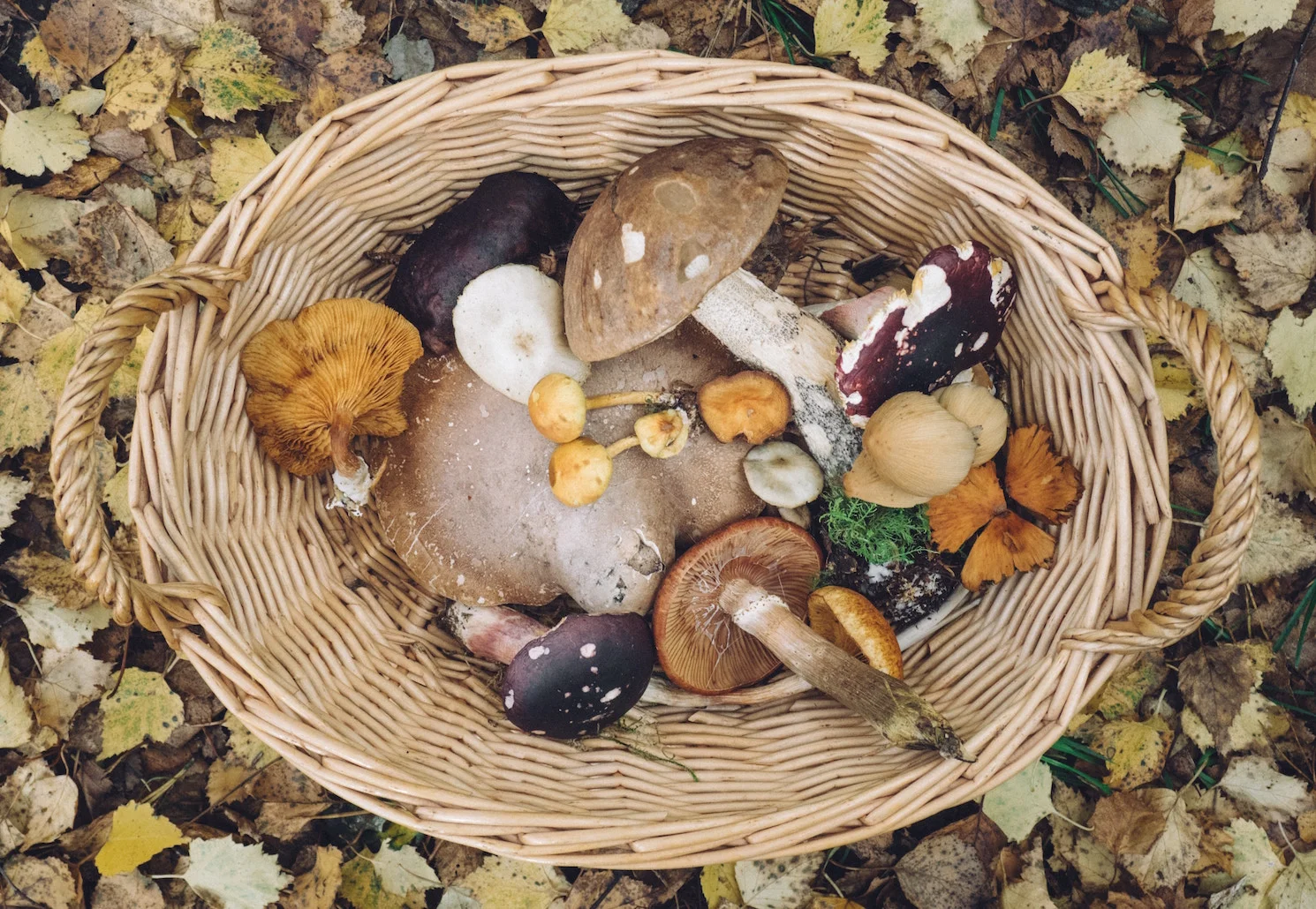 basket-full-of-mushrooms.jpg