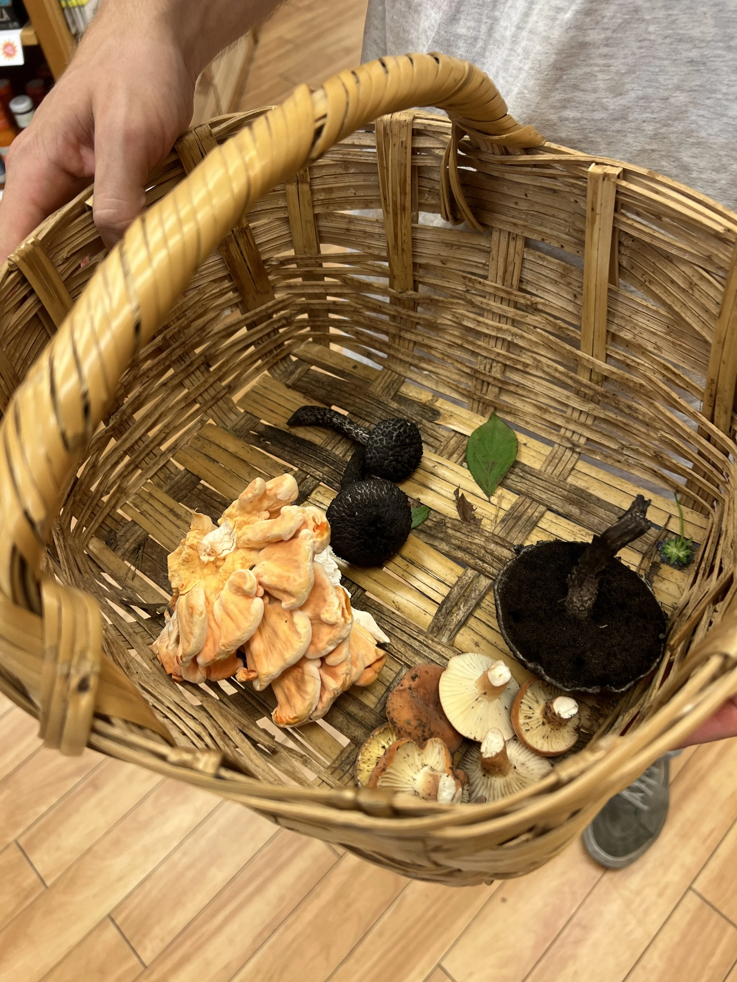 Mushroom Medicine Demystified with Alex Klein