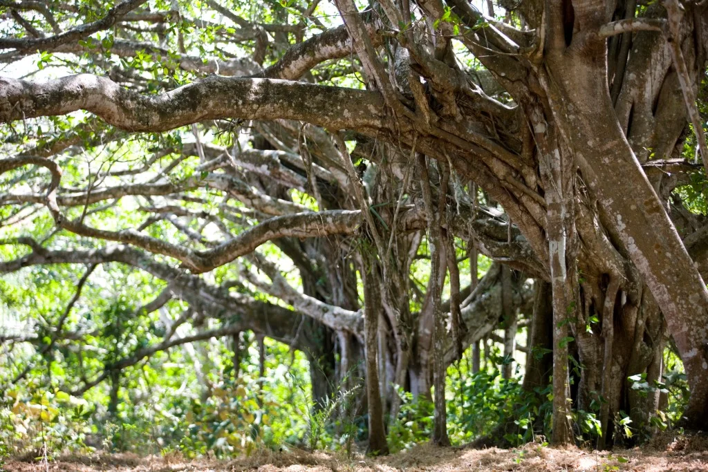Trees_property.jpg