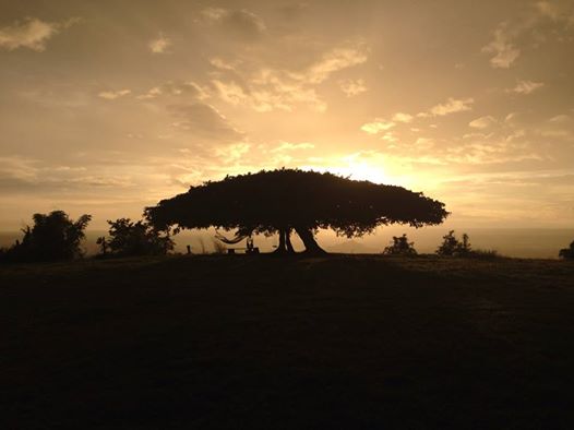 Puert Tree 2.jpg