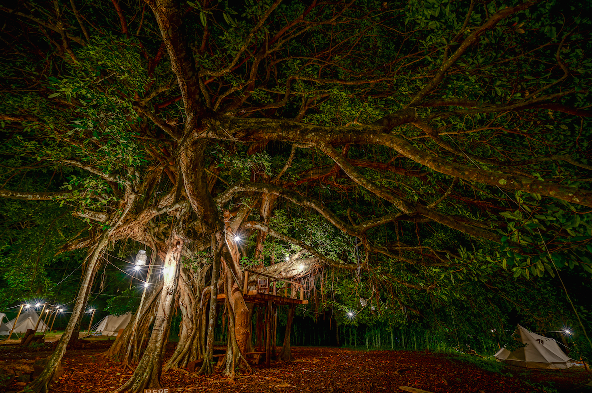 Stunning Trees on Property