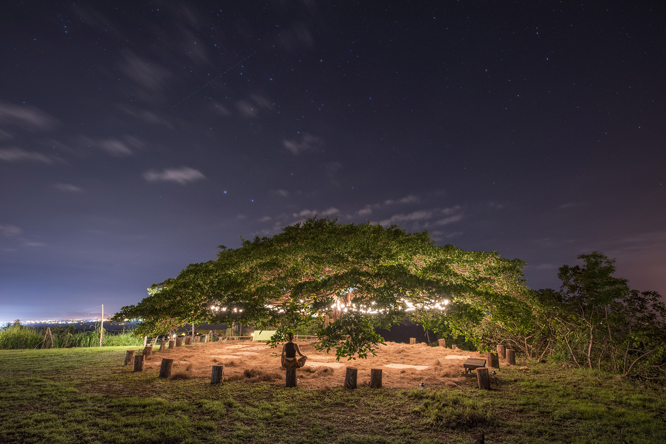 Vida Tree