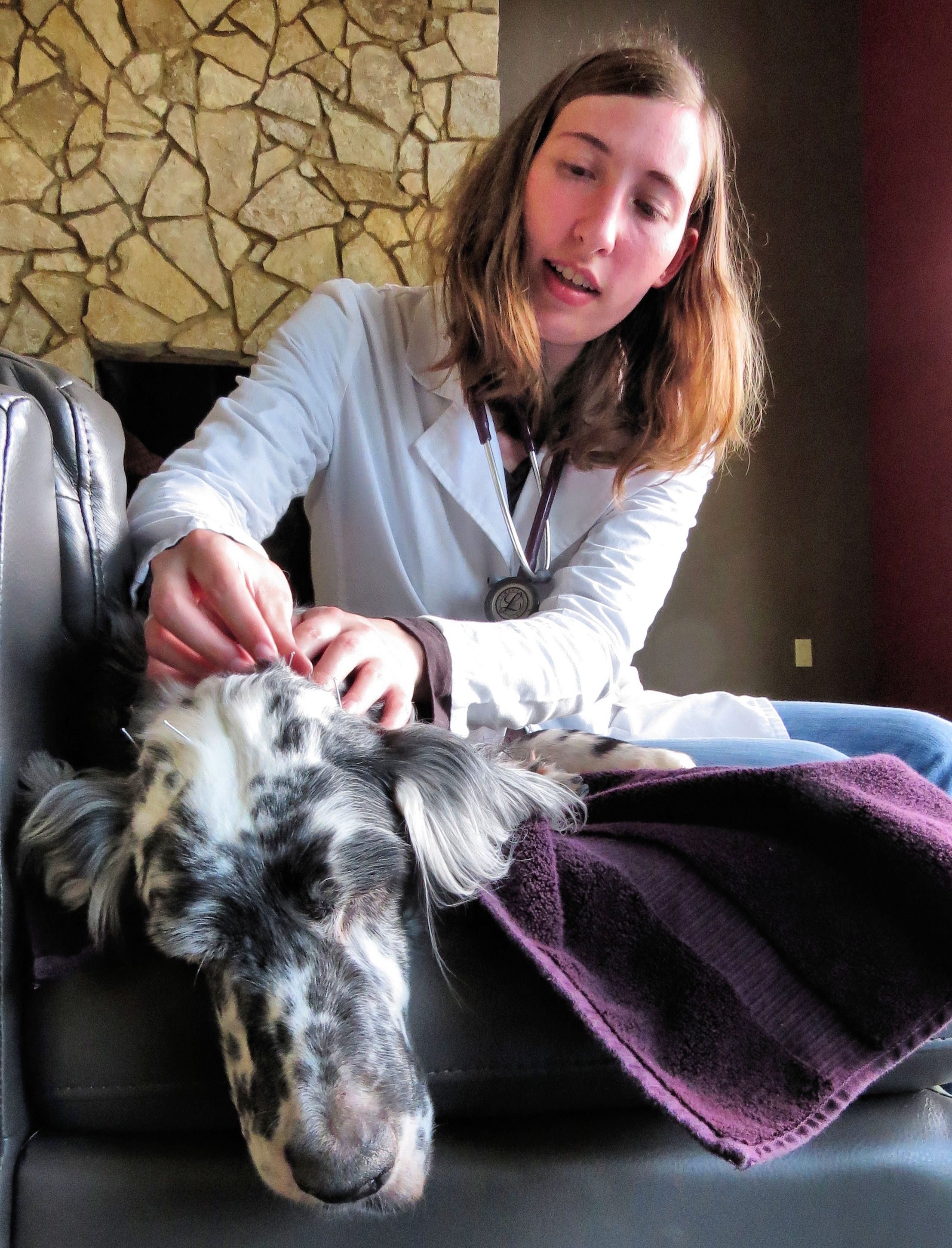 acupuncture for pets