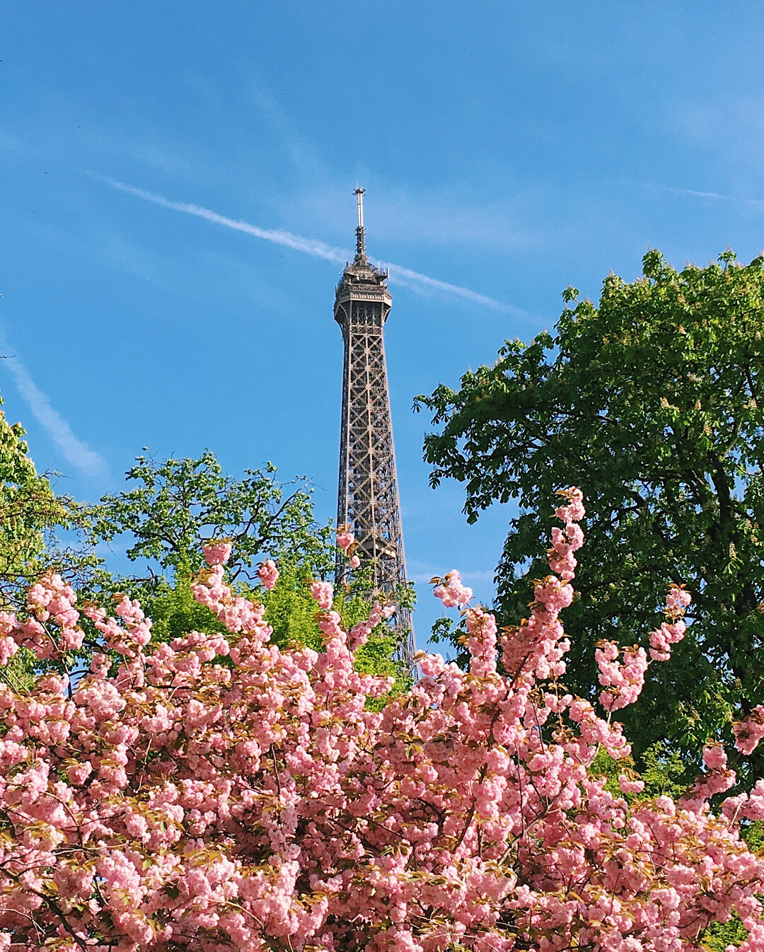 Cherry Blossoms in Paris .
.
.
.
.

#paris #parisian #france #eiffeltower #abdzphotochallenge #creativemornings #creativecommunity #hypebeast #thecreatorclass #instagram #lonelyplanet #cntraveler #thefadmia #culturetrip #fubiz #abduzeedo #artofvisual