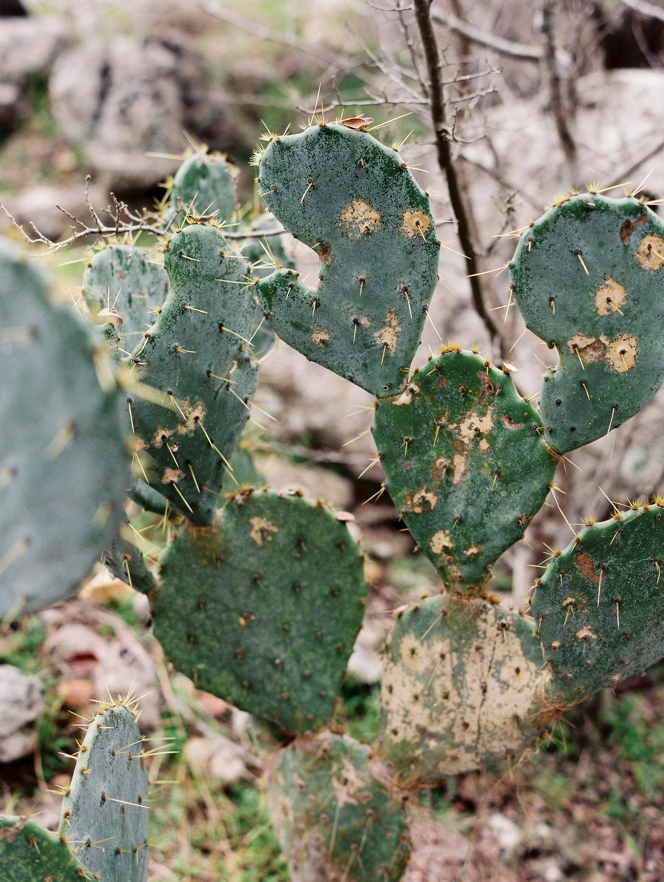 DDBrummett000225-R6-E088.jpg