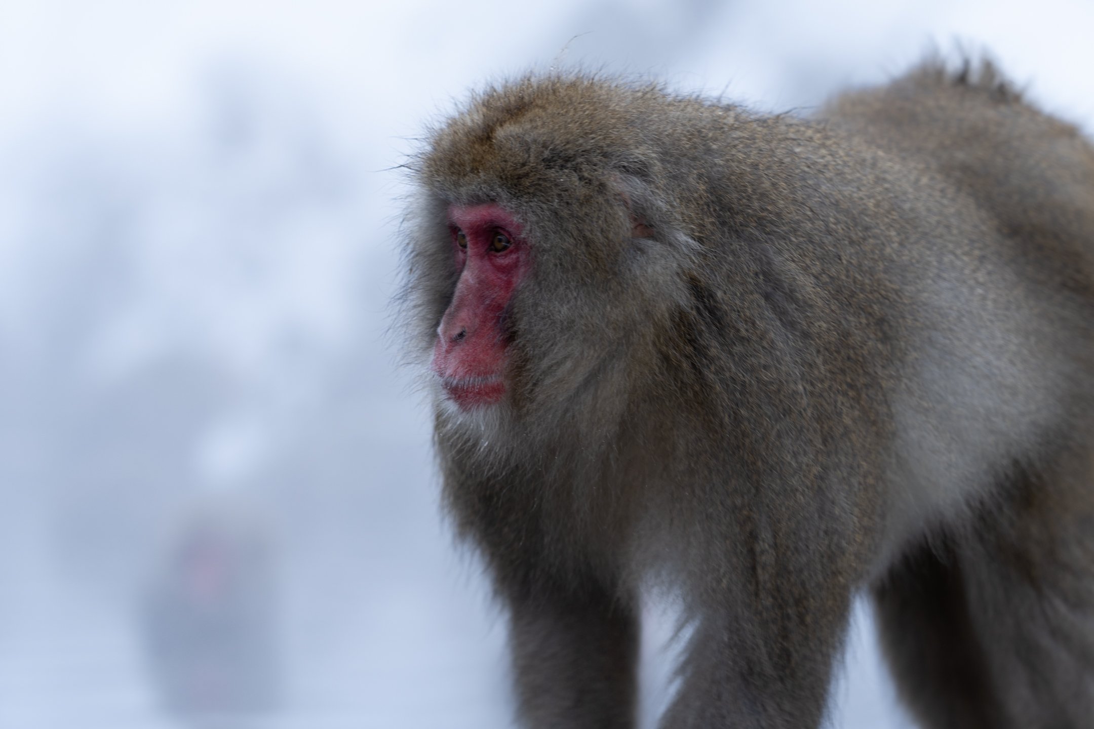 Day 6: Jigokudani Yaen-Koen (Snow Monkey Park) + Kanazawa