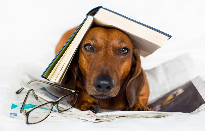dog_reading.jpg