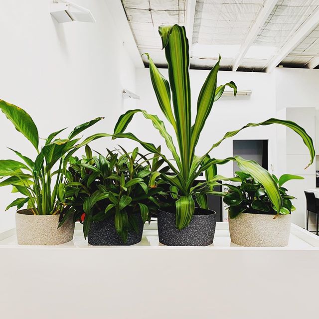 Our office is feeling extra lush today 🌿our resident green thumbs are cultivating for rainforest level flora..we may need to start lobbying management for policy to slow new plant arrivals. #stoptheplants