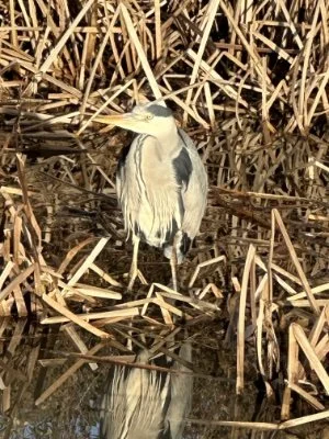 Grey heron stood still on the space walk canal