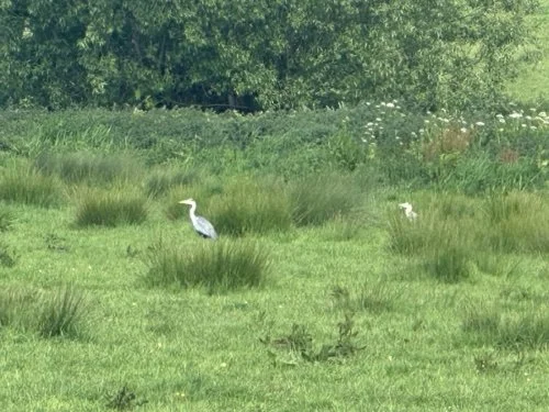 Herons in our local wetland