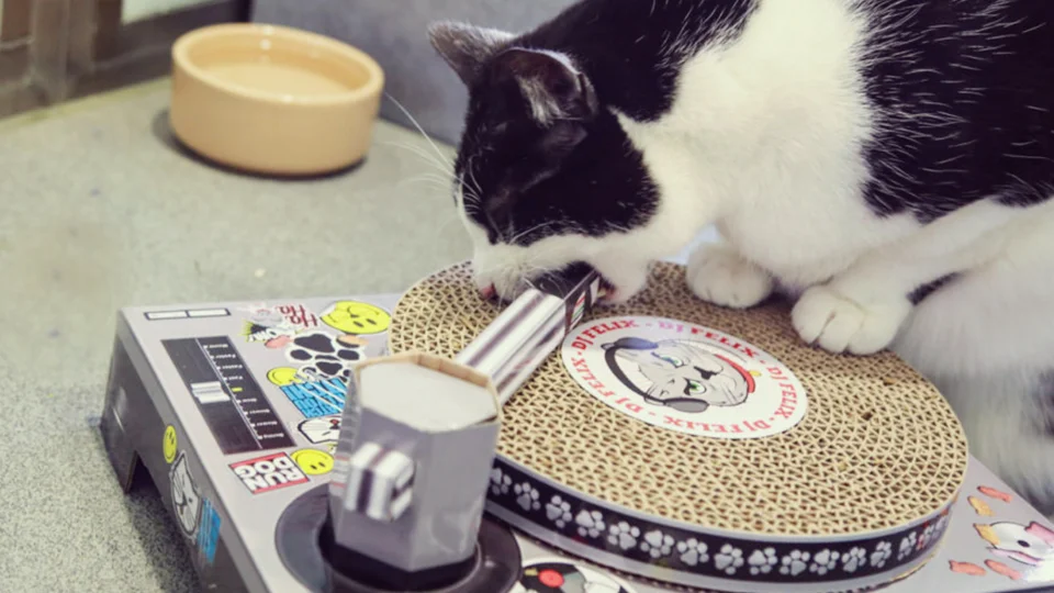 Dj cat scratching pad sales