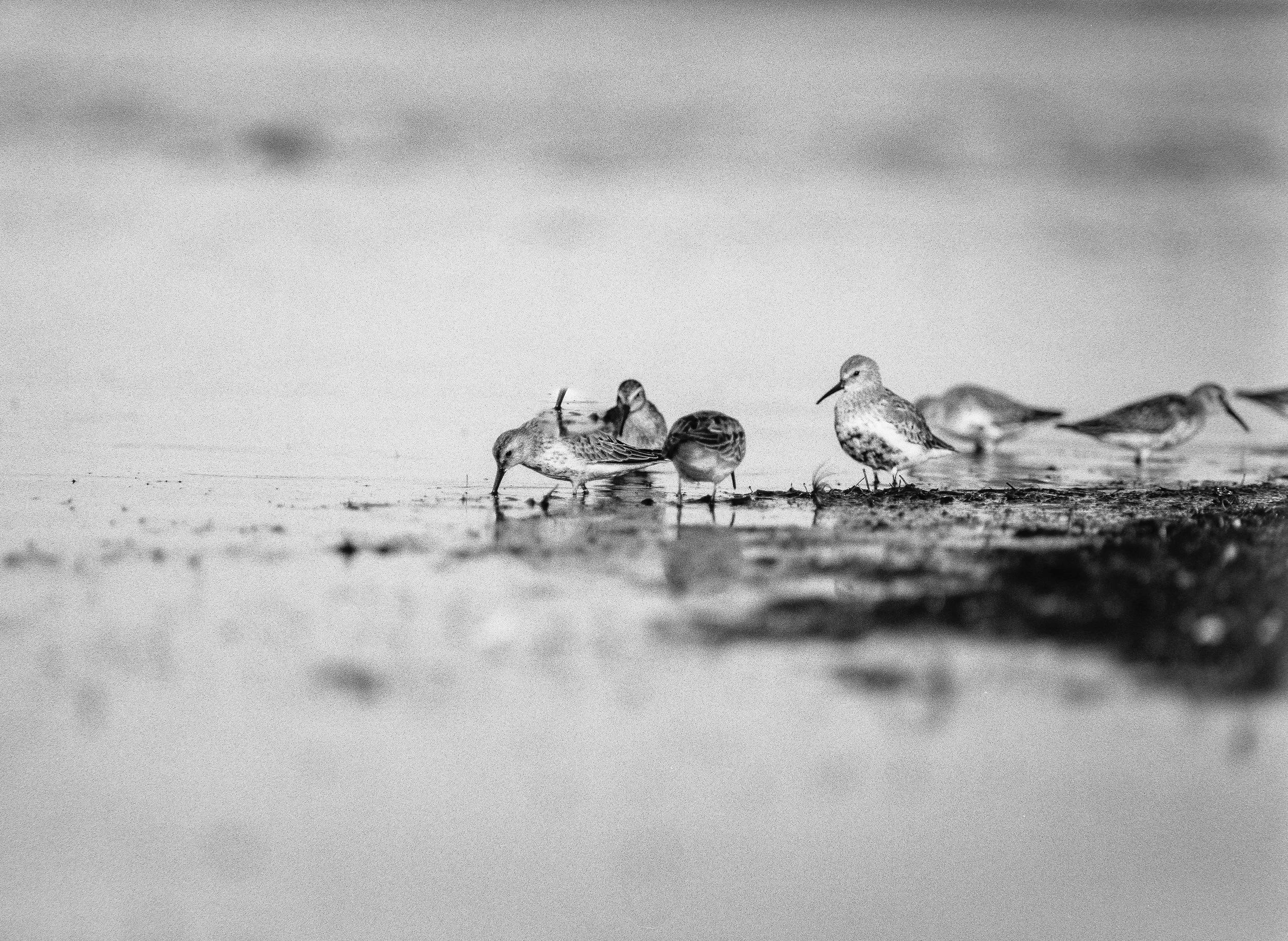 Cypel Rewski | Pomorze | Poland-IMG-00086-©Bjørn Joachimsen.jpg