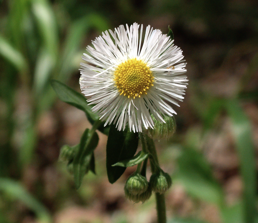 Fleabane is in the Daisy Family. I was guided to take this essence recently, in a dream actually. According to David Dalton, Fleabane is appropriate for "gender-related prejudices; helps reassemble the feminine side after being damaged or suppressed." I've also come across its use as a remedy for depression. 