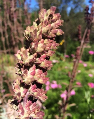 photo: Gold-dusted Sage in the Terra Flora garden last summer Particularly intrigued by the Element & Essence class! 