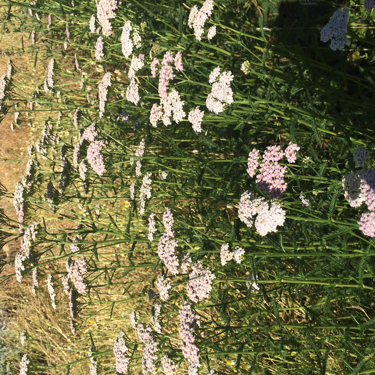 Blush Yarrow