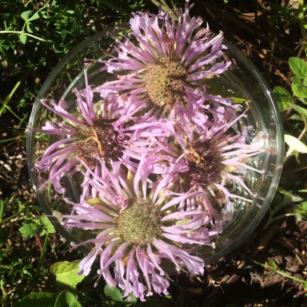 Monarda Flowers harvested in a field in beautiful Dover, NY. My friend and I were psyched to find this growing abundantly and at peak bloom. Insights around this essence include: a feeling of protection from noise and environmental pollution, emphasis on collective consciousness through the crown chakra, and harmonization with upper and lower chakras. 