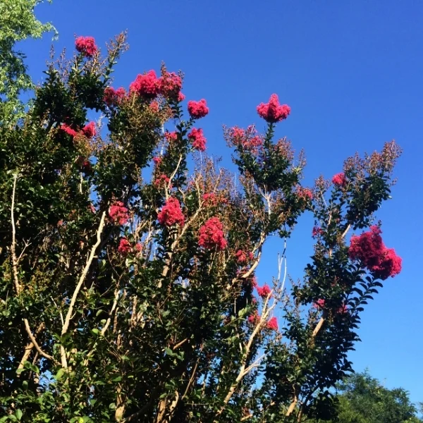 This shrub caught my eye while on vacation in Montauk. I was captivated by the vibrant blooms shooting into the sky, a signature of the plant. I was delighted to find that Gurudas had more to say on this flower. 
