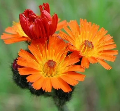 Orange Hawkweed, in the Aster family