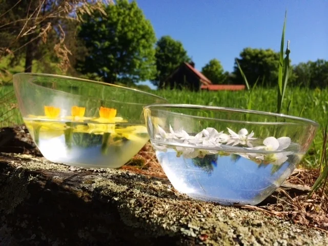 Wildcrafted Daffodil and White Violet essences solarizing in Vermont. 
