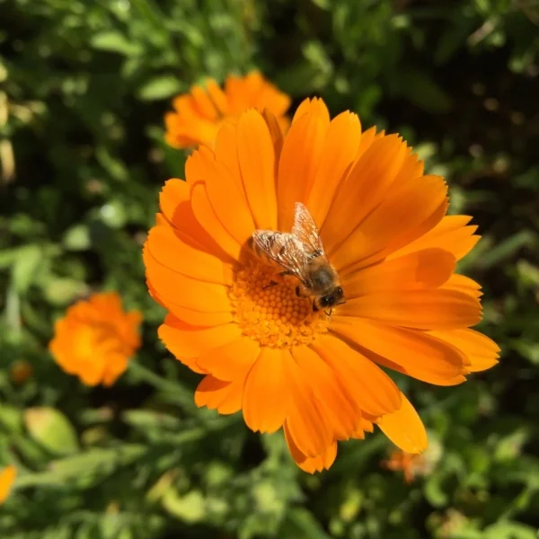 A bee stopping to commune with a Calendula flower, August 2016 at Terra Flora Gardens