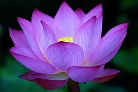 Pink Lotus, Nelumbo nucifera 