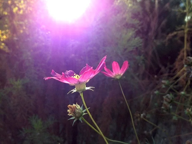 Cosmos reaching up for the sun