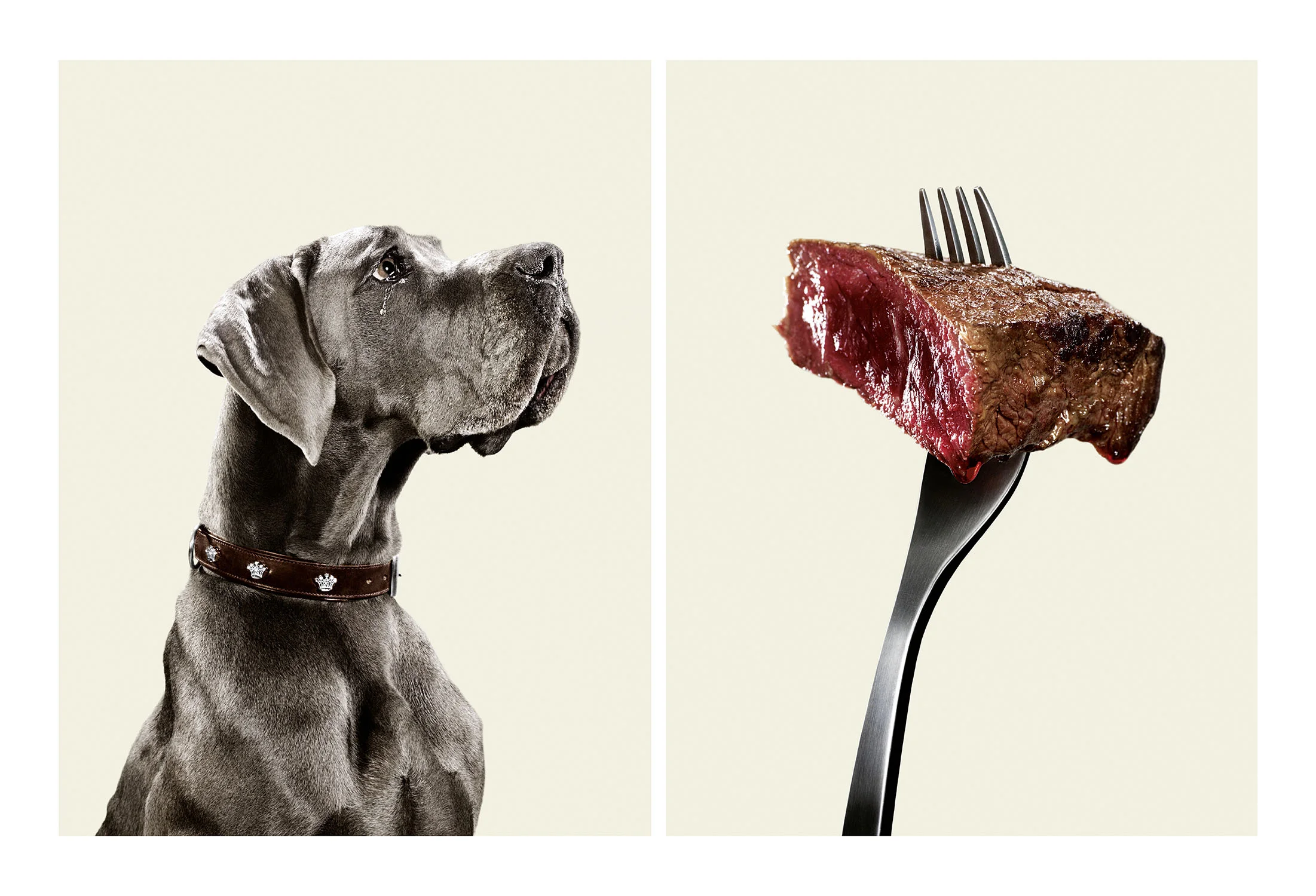 dog_meat_mappe 2013.jpg