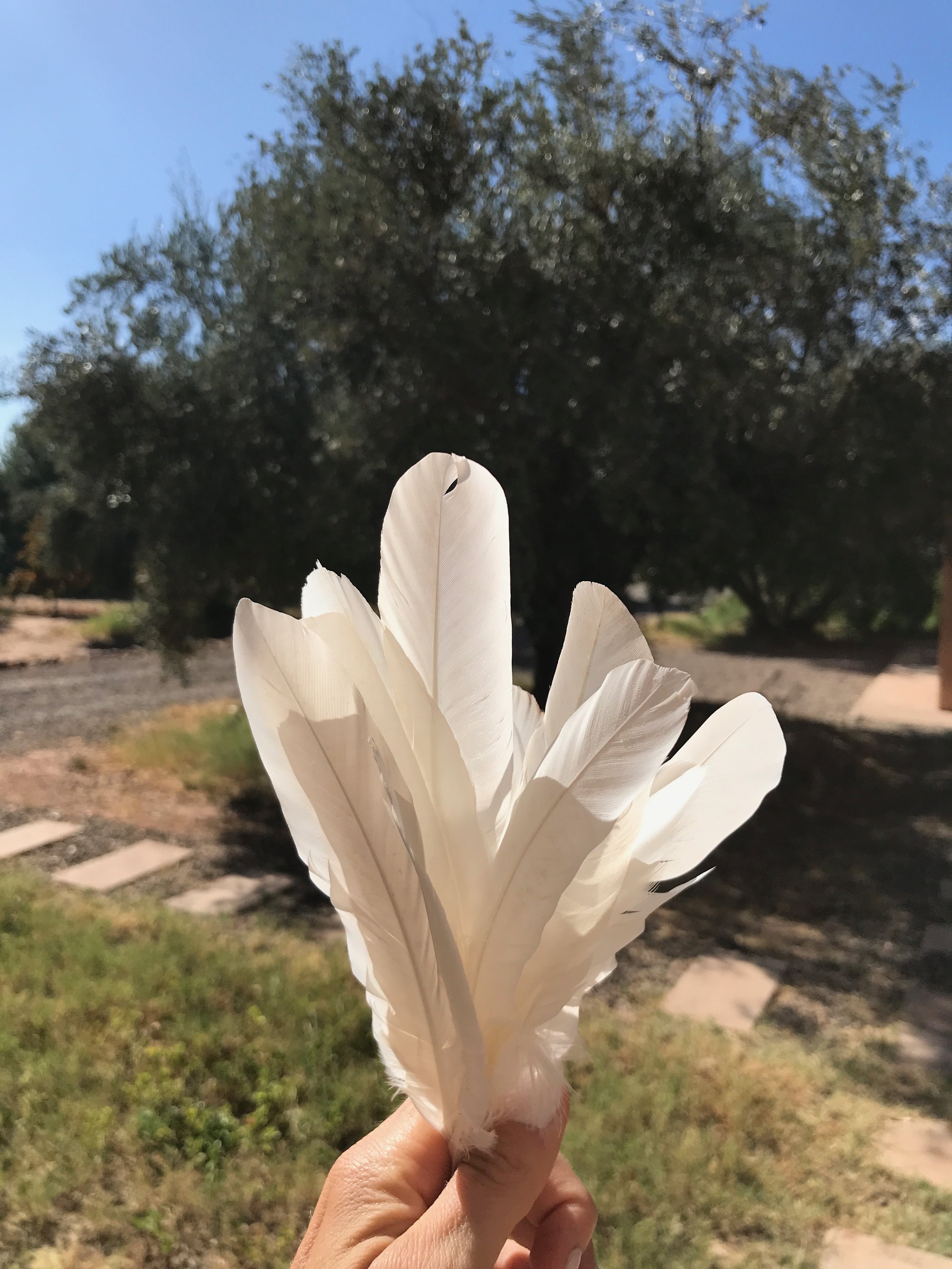 A bouquet of feathers from my herons and cranes, my spirit birds, foraged from the paths around Peacock Pavilions