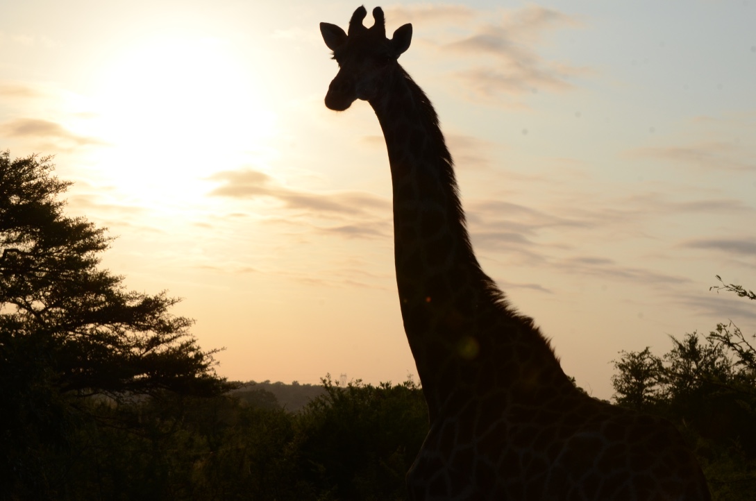 Giraffes 2 .jpg