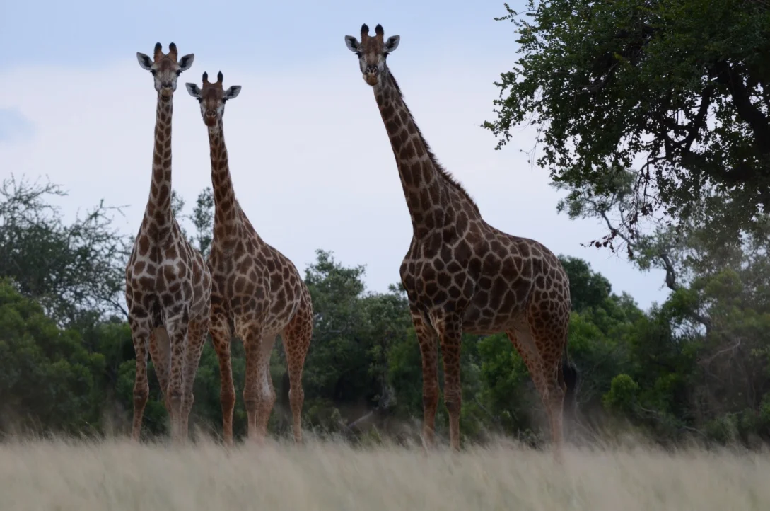 Giraffes, South Africa .jpg
