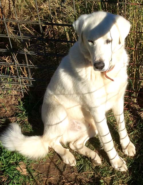 Harri the Akbash Guardian Dog