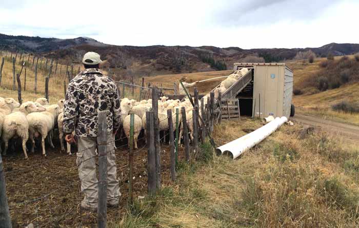 Loading sheep on the four-decker at Joe Sperry's farm