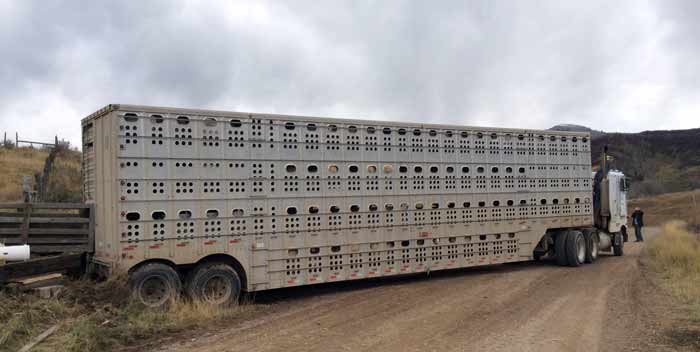 Joe Sperry's sheep transporter