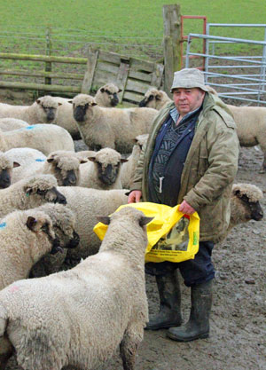 Clive Pugh with his Shropshire ewes
